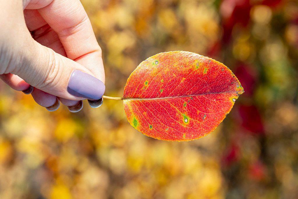Weibliche Hand hält ein rotes Herbstblatt vor buntem Hintergrund