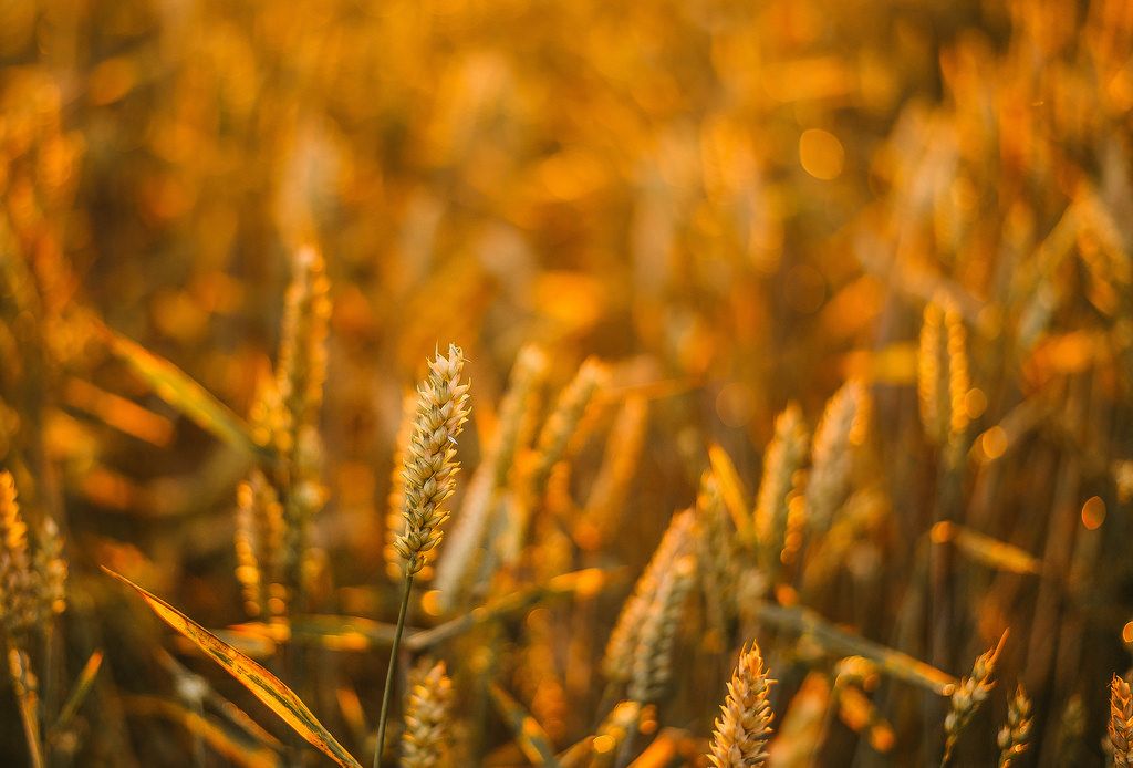 Weizen auf einem Feld zu goldener Stunde
