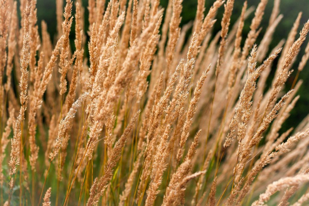wheat close-up