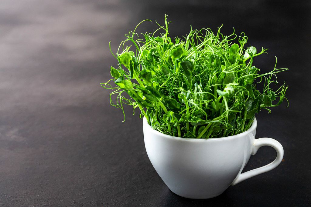 White Cup with the green shoots of peas on a black background (Flip 2019)