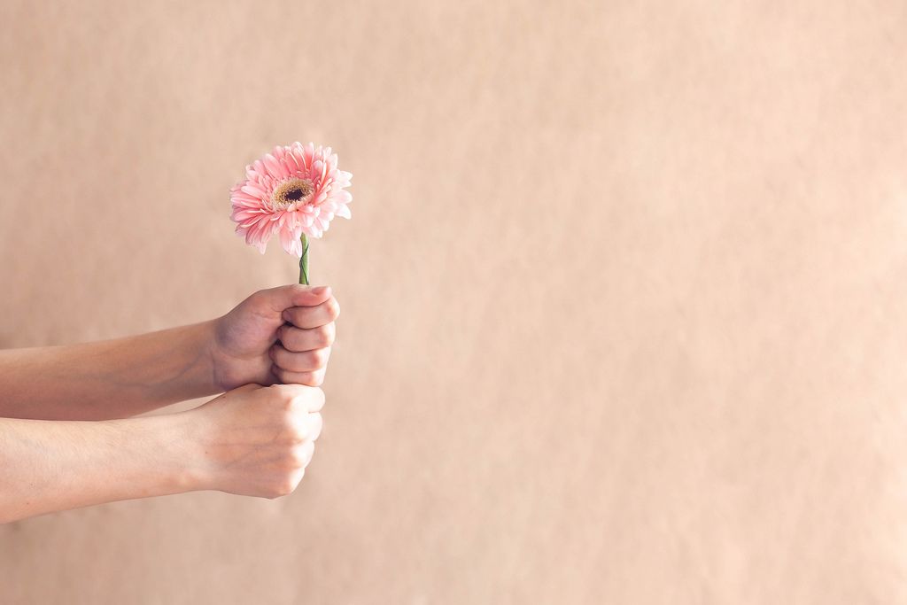 Woman hands holding a single pink daisy flower against the bright paper background