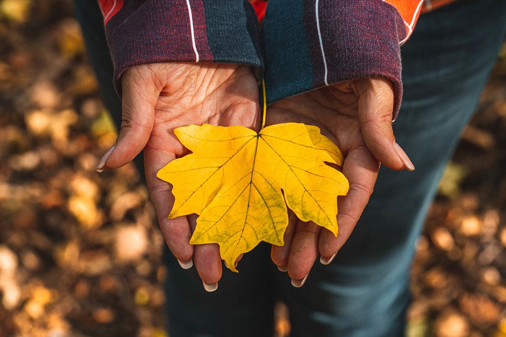 Yellow maple leaf in the hands of a girl in the autumn forest (Flip 2019)