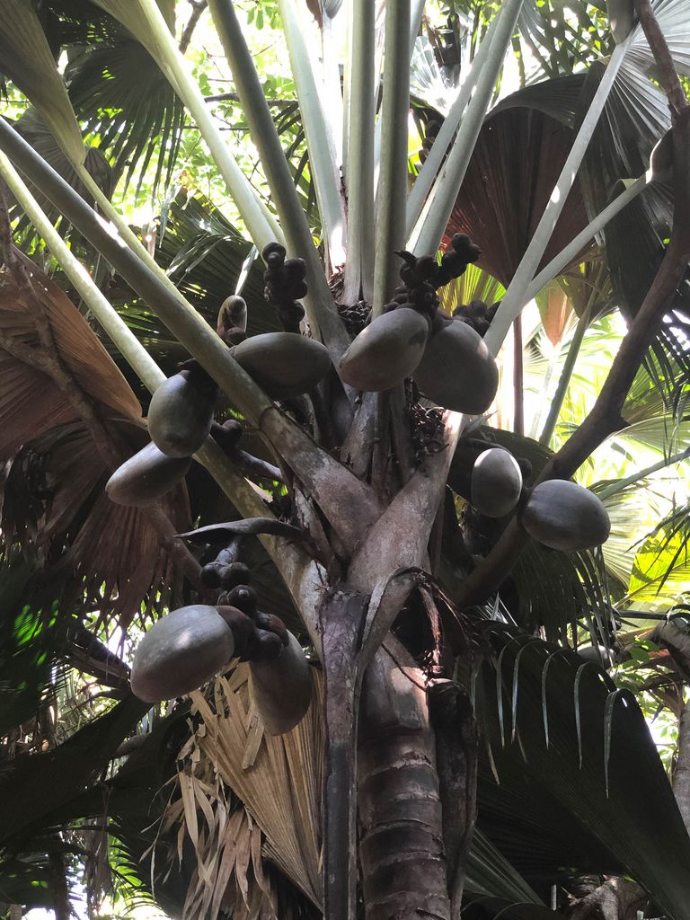 Young Coco de Mer nuts on palm tree at UNESCO World Heritage 