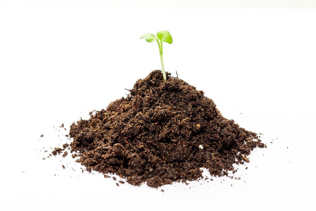 Young green seedling growing in a soil (Flip 2019)