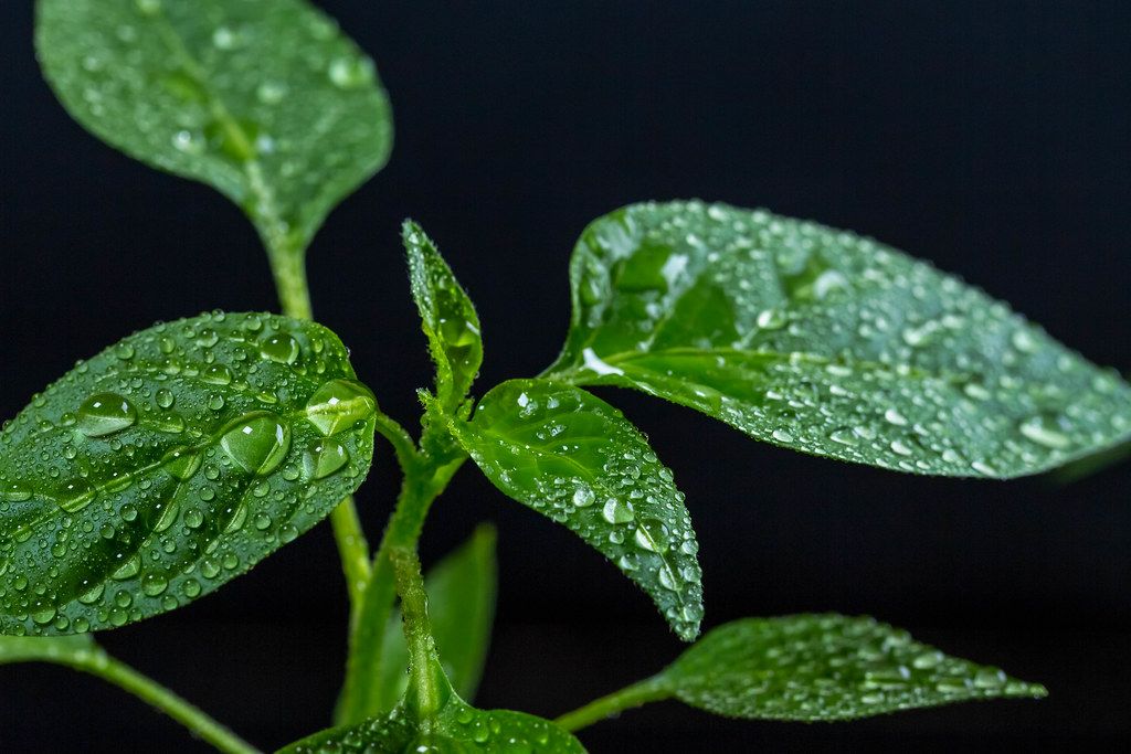 Young pepper leaves with water drops (Flip 2019)