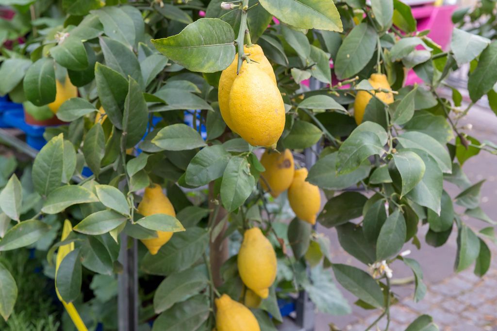 Obene Aufnahme von Philippinischen Zitronen bekannt als Calamansi in ...