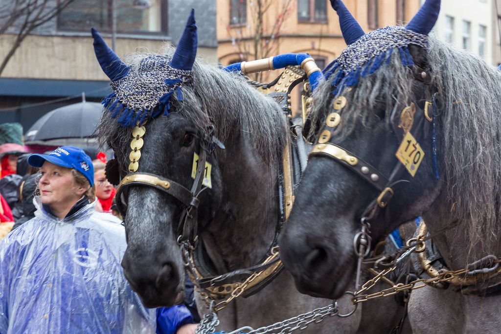 Zwei Pferde von den Blauen Funken von einer Frau begleitet auf dem Rosenmontagsumzug 2020 in Köln