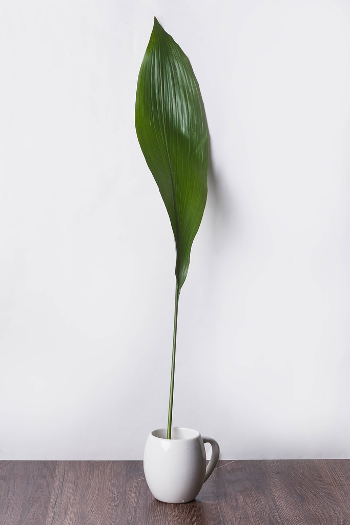 7. A tall green leaf in the cup.jpg