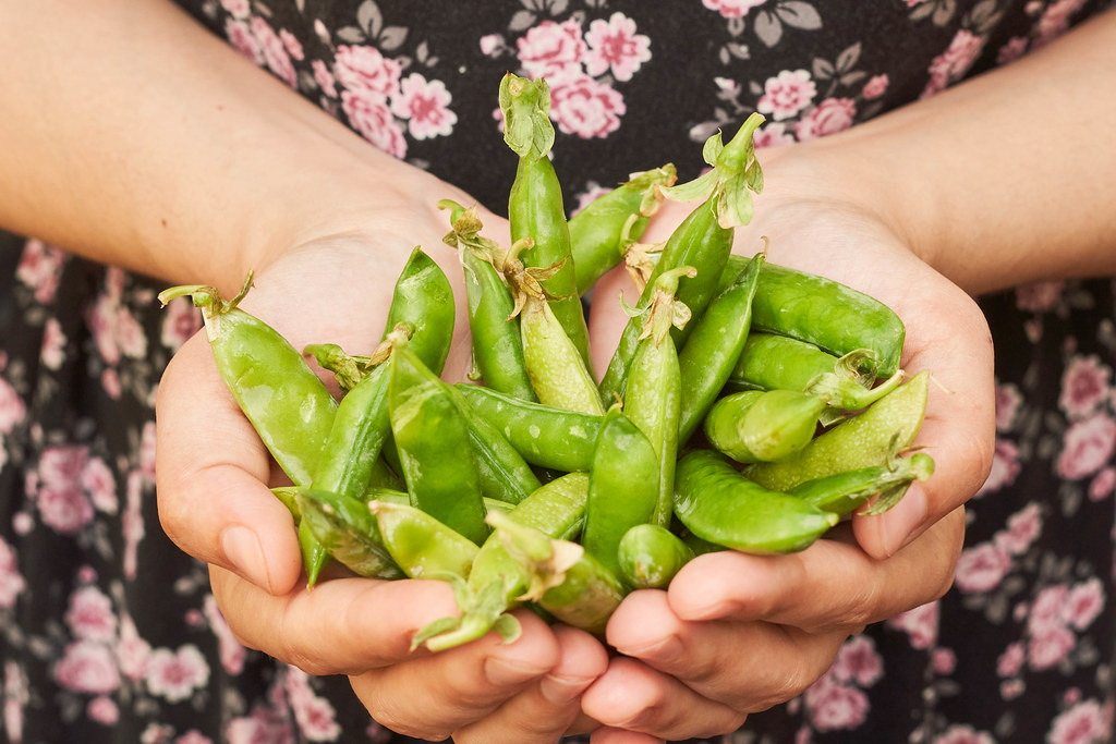 A female hand holding fresh green peas