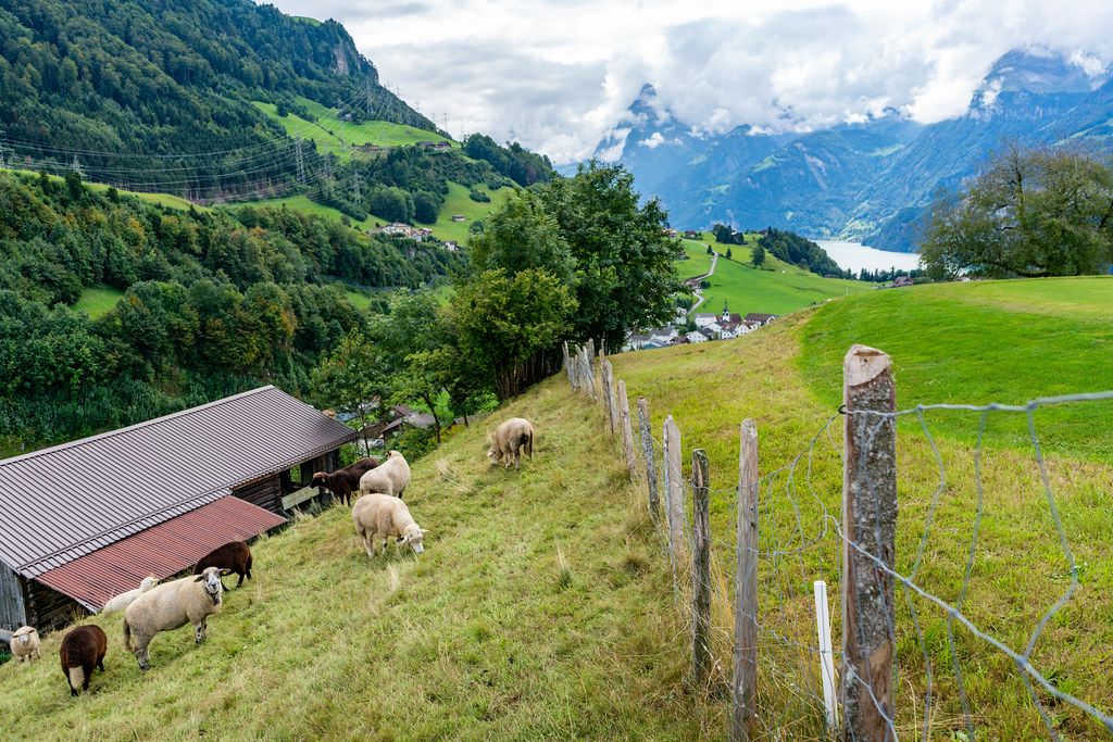 A flock of sheep grazing in picturesque green hills of Switzerland near Lucern lake