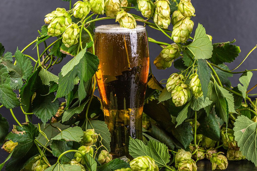 A glass of light beer among the branches of hops with cones and leaves