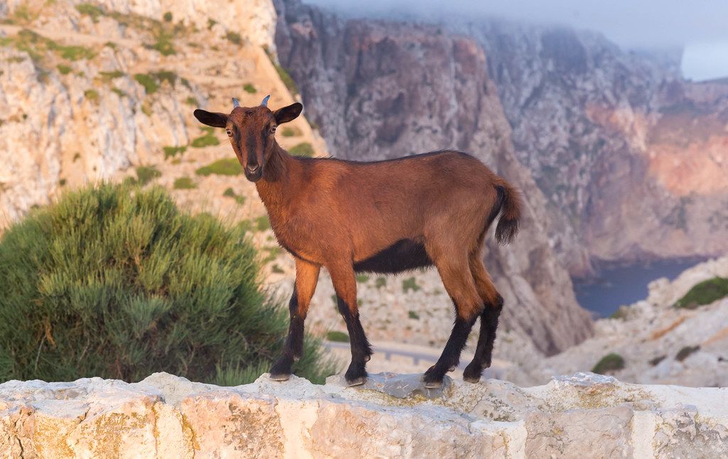 A Majorcan mountain goat in a wild, rocky landscape at Cap de Formentor, the island's northernmost point