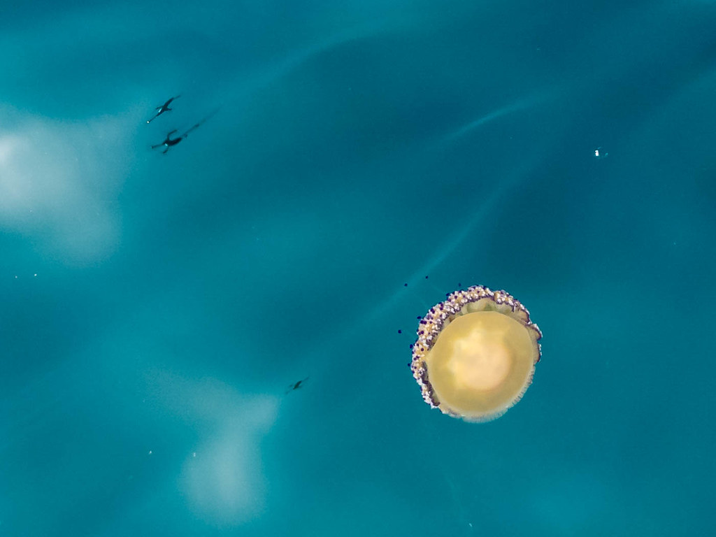 A yellow medusa swimming in the turquoise waters of the National Marine Park of Alonissos at Kyra Panagia
