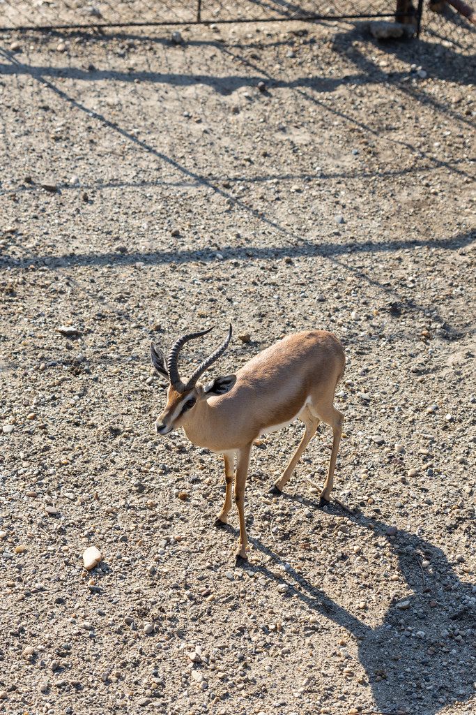 African Antelope on the sunny day in the Belgrade Zoo