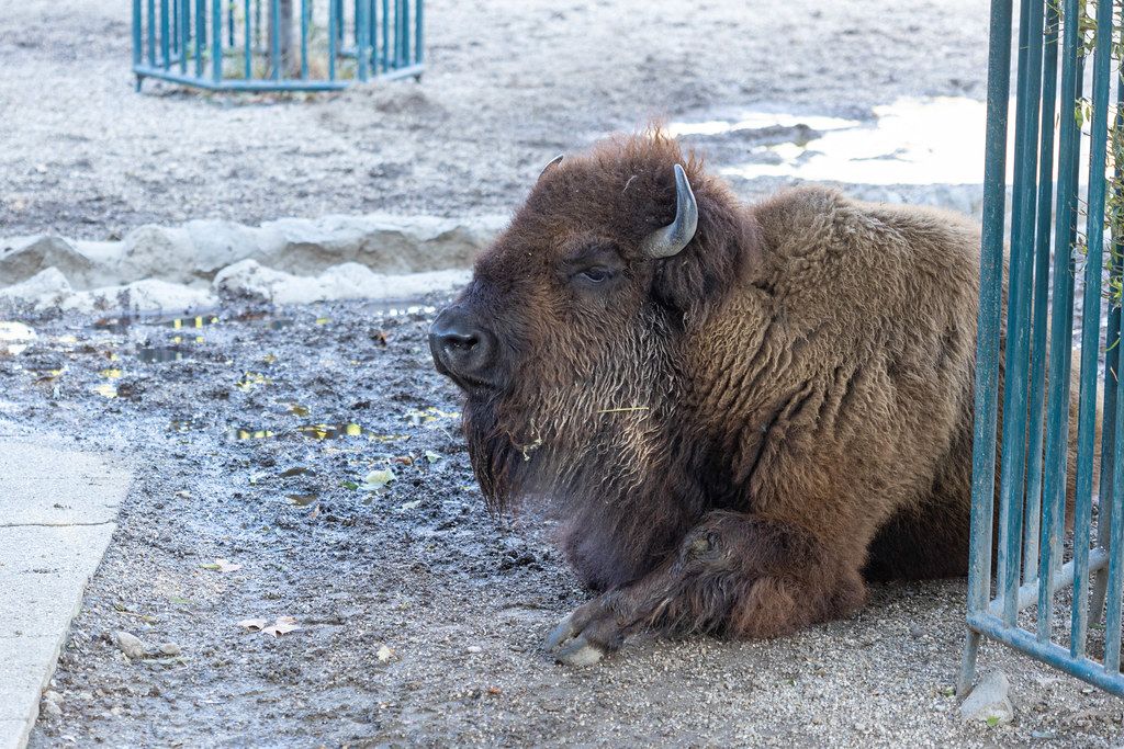 American Bison laying on the ground