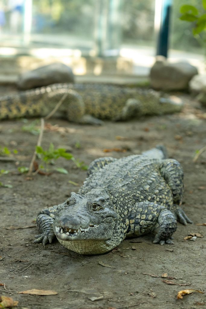 American Crocodile in the shade at the Belgrade Zoo with blurred background