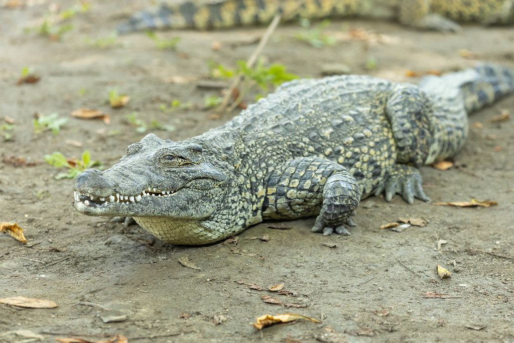 American Crocodile in the shade at the Belgrade Zoo
