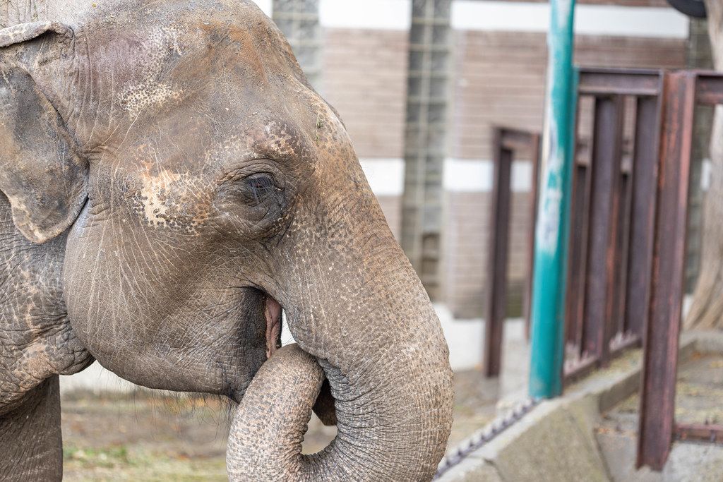 An elephant in a zoo puts food with a trunk