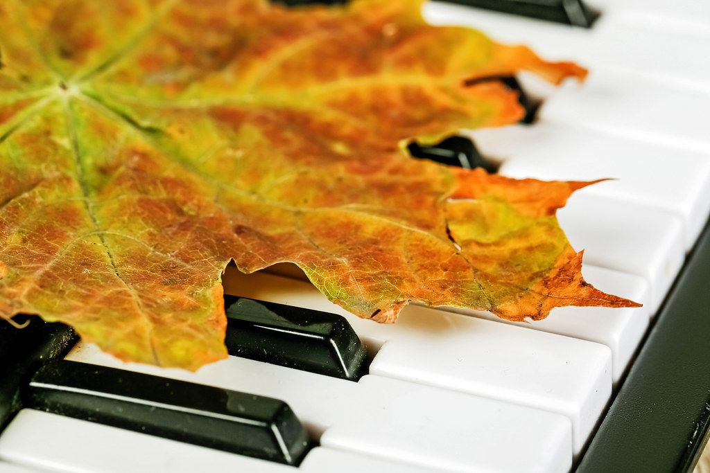 Autumn maple leaf on the keys of a piano