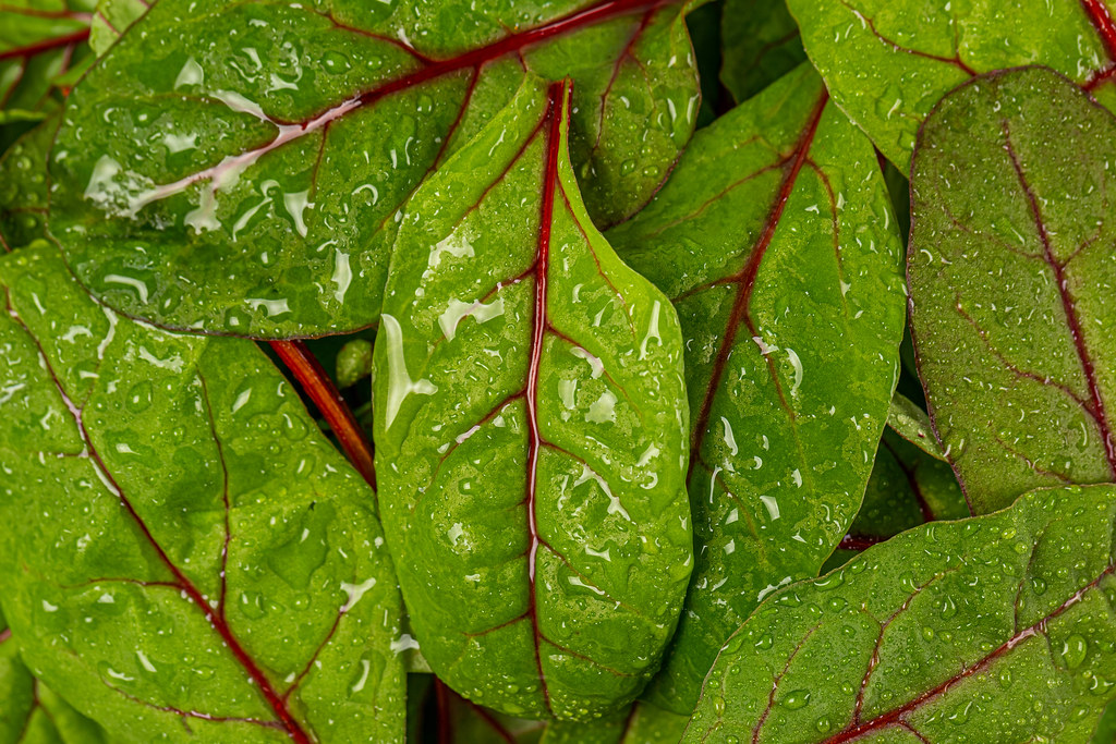 Background from green leaves mangold with water drops
