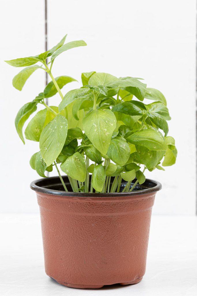 Basil Plant with beautiful green leaves on the white background