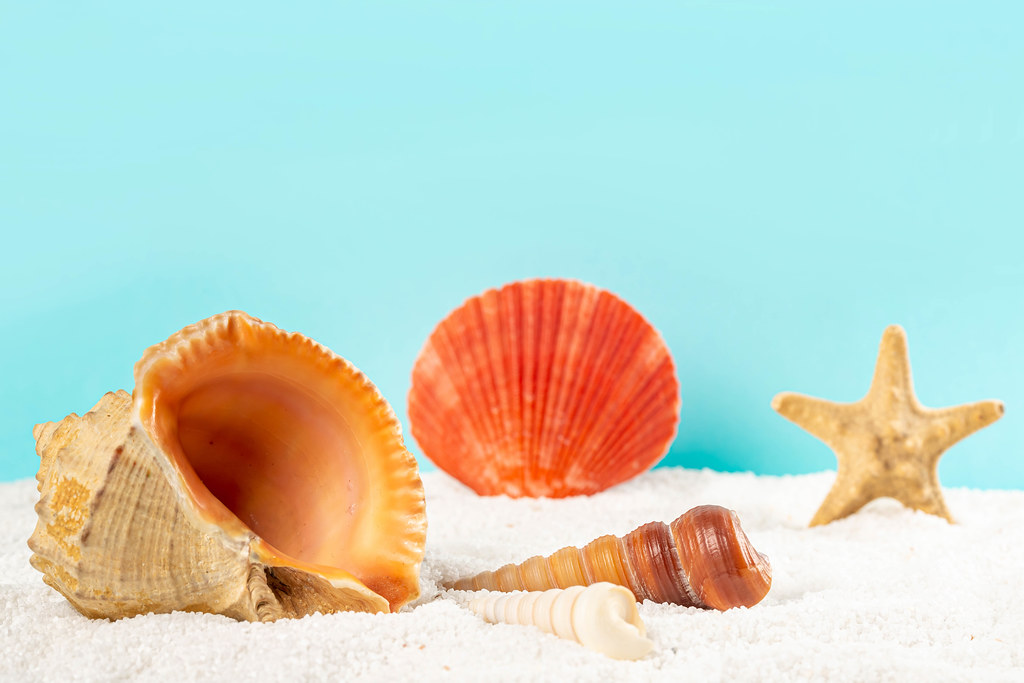 Beach background with starfish and seashells