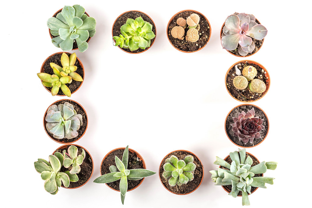 Beautiful frame assorted succulents, top view