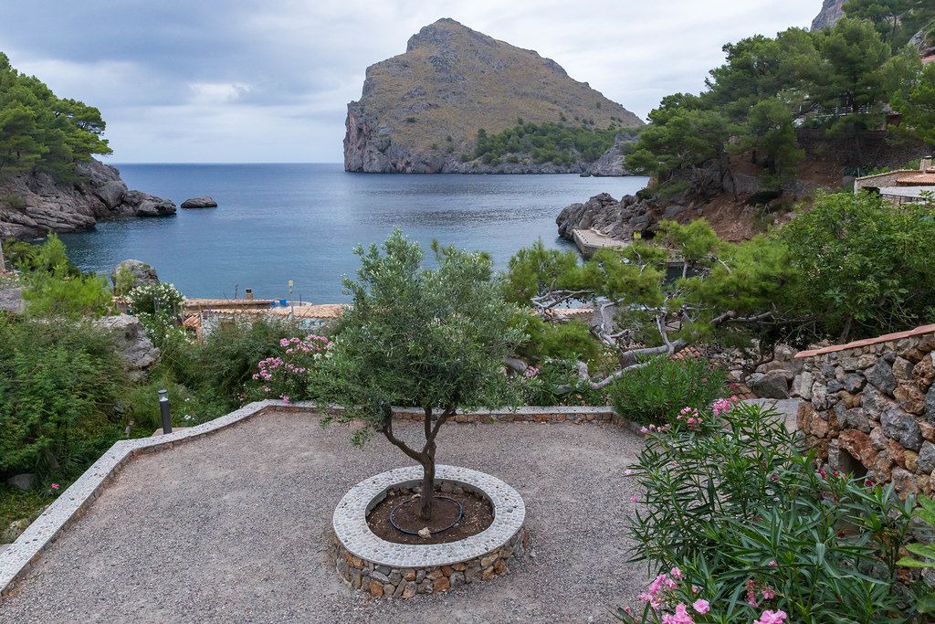 Beautiful Port de Sa Calobra: isolated olive tree in a flowerbed in the village with view of the tranquil sea