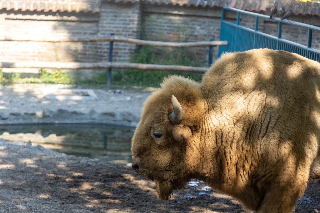 Bison animal in the Belgrade Zoo
