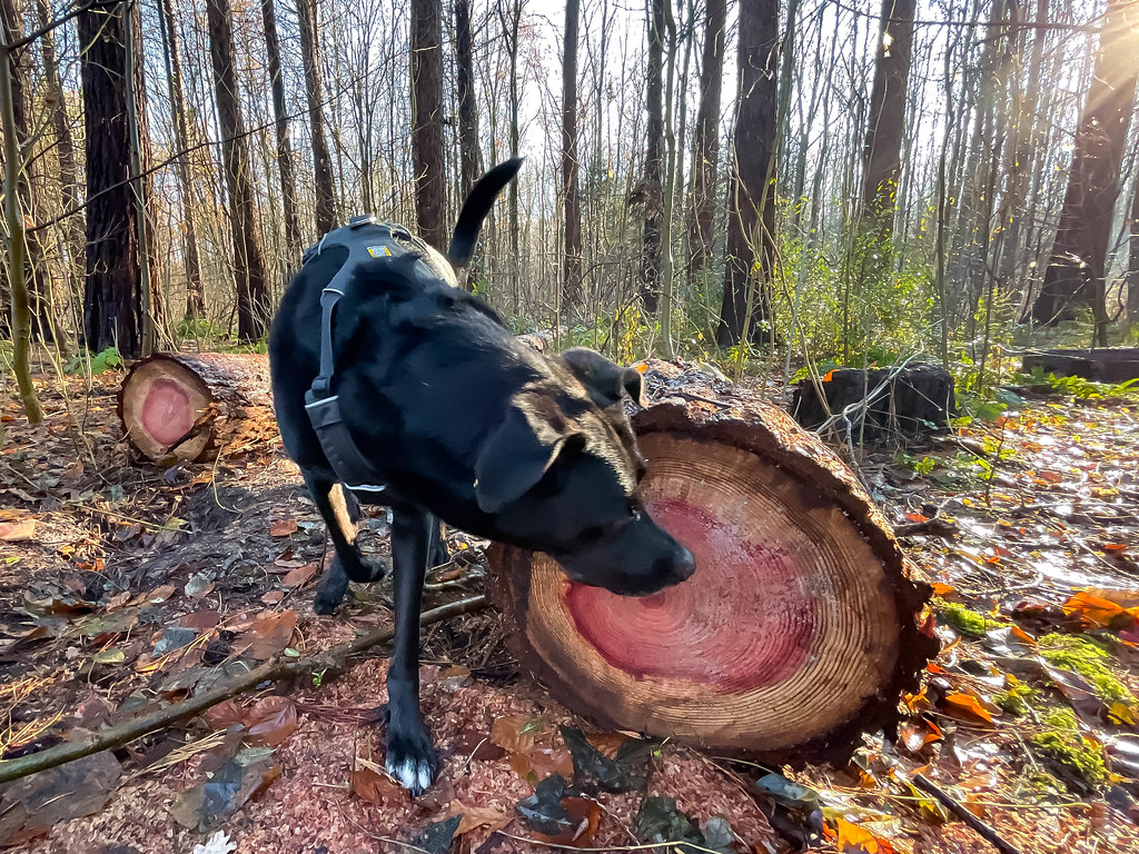 Black dog explores the Friedenwald park in Cologne: pieces of cut down trees, reddish in the middle