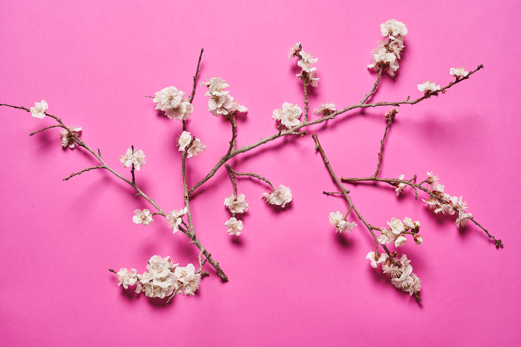 Blossoming apricot tree branches on pink background