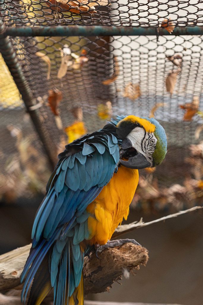 Blue and Yellow Macaw cleans its feathers with its beak