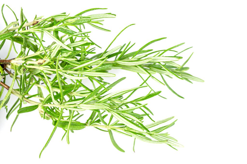 Branches of fresh green rosemary on a white background