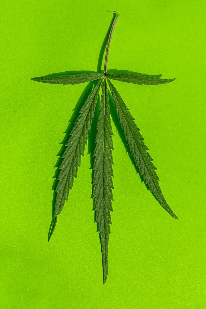 Cannabis leaf on green background, top view