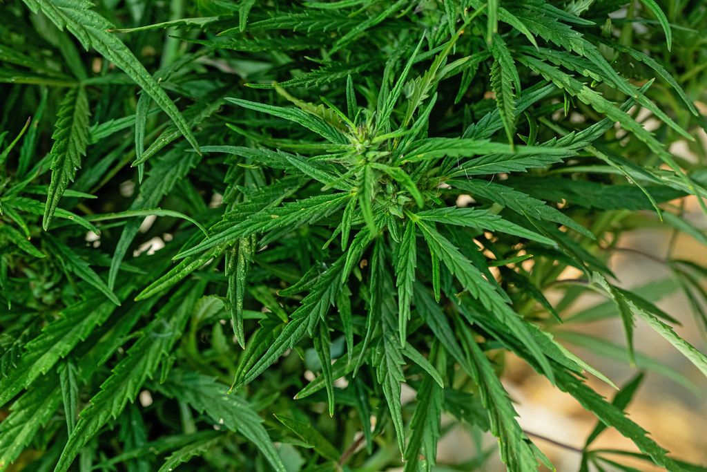 Cannabis plant in nature. Growing medical marijuana