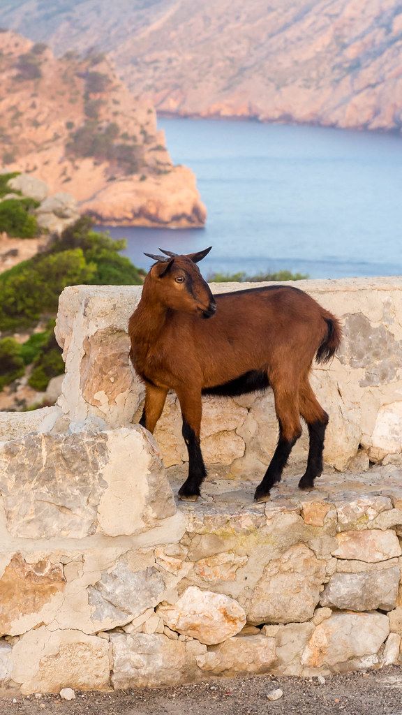 Cap de Formentor: a brownish wild Mallorcan goat standing on a stone wall on the side of the road