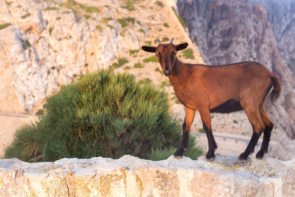 Cap de Formentor, Mallorca: braune mallorquinische Wildziege auf einer Steinmauer am Straßenrand