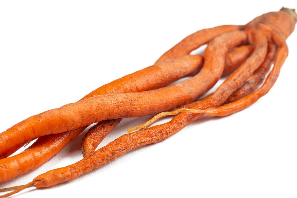 Carrots of an unusual shape, close-up
