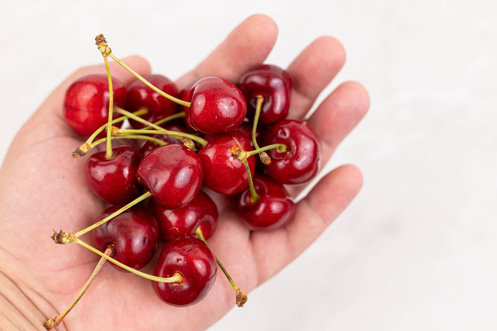 Cherries pile in the hand with copy space