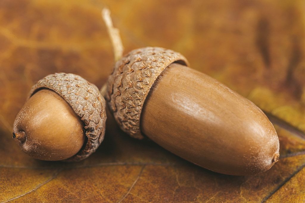 Close-up, acorns on dry yellow leaf