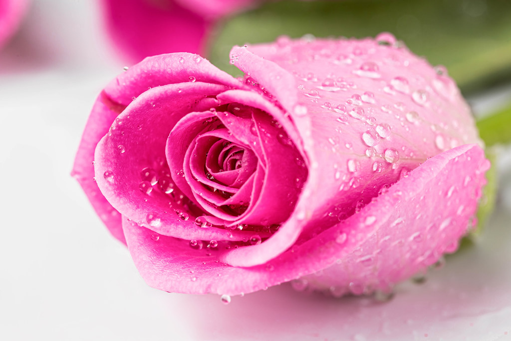 Close-up, beautiful rose with water drops