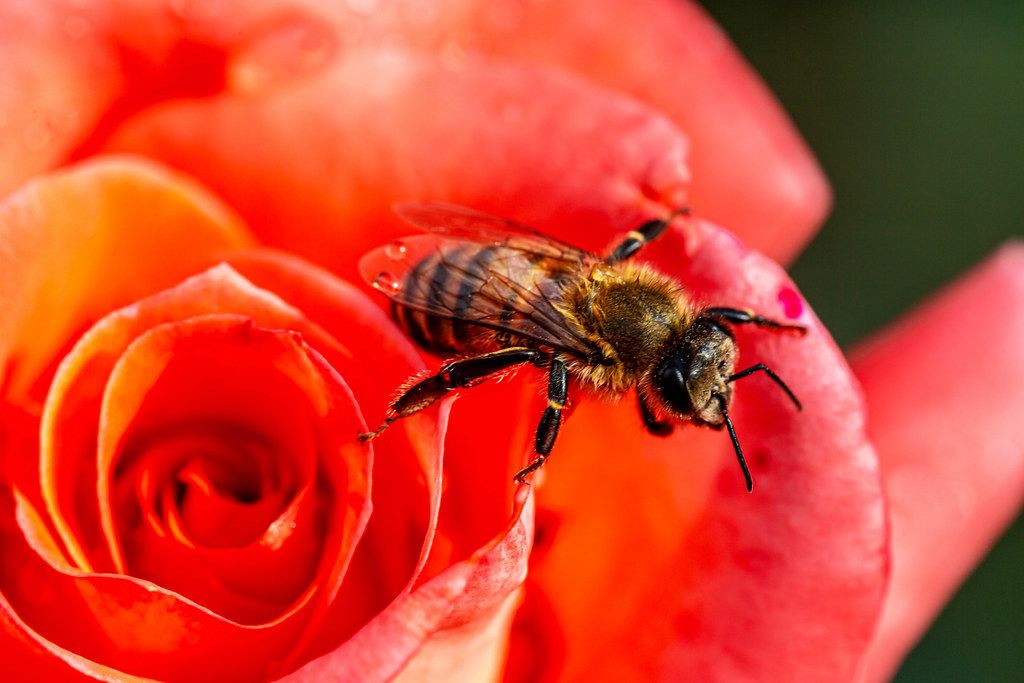 Close-up, bee on a red rose, pollination of a flower