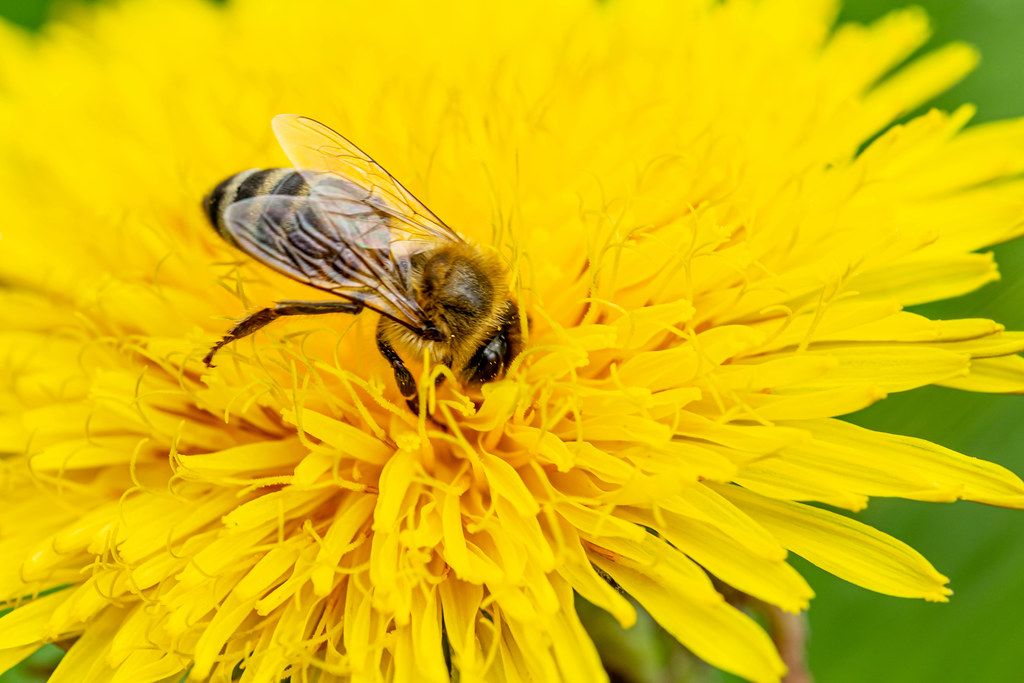 Close-up, bee on a yellow dandelion