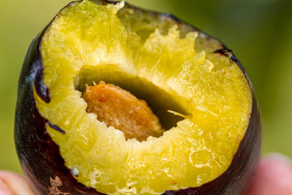 Close-up, bitten ripe plum with a stone inside