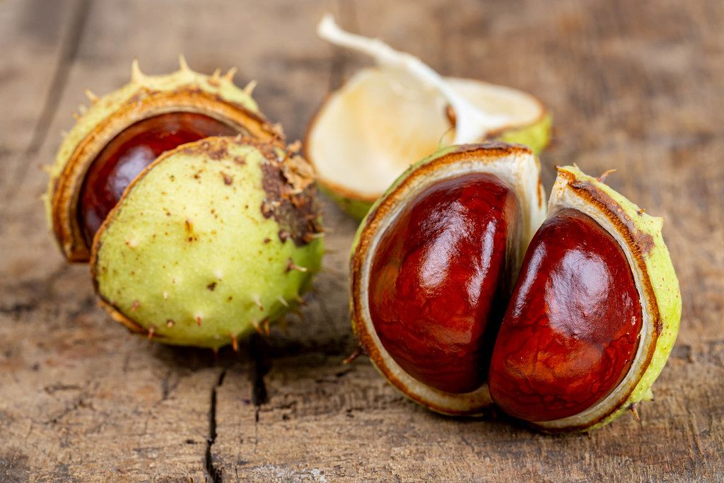 Close-up, fresh chestnuts in shells on wooden background