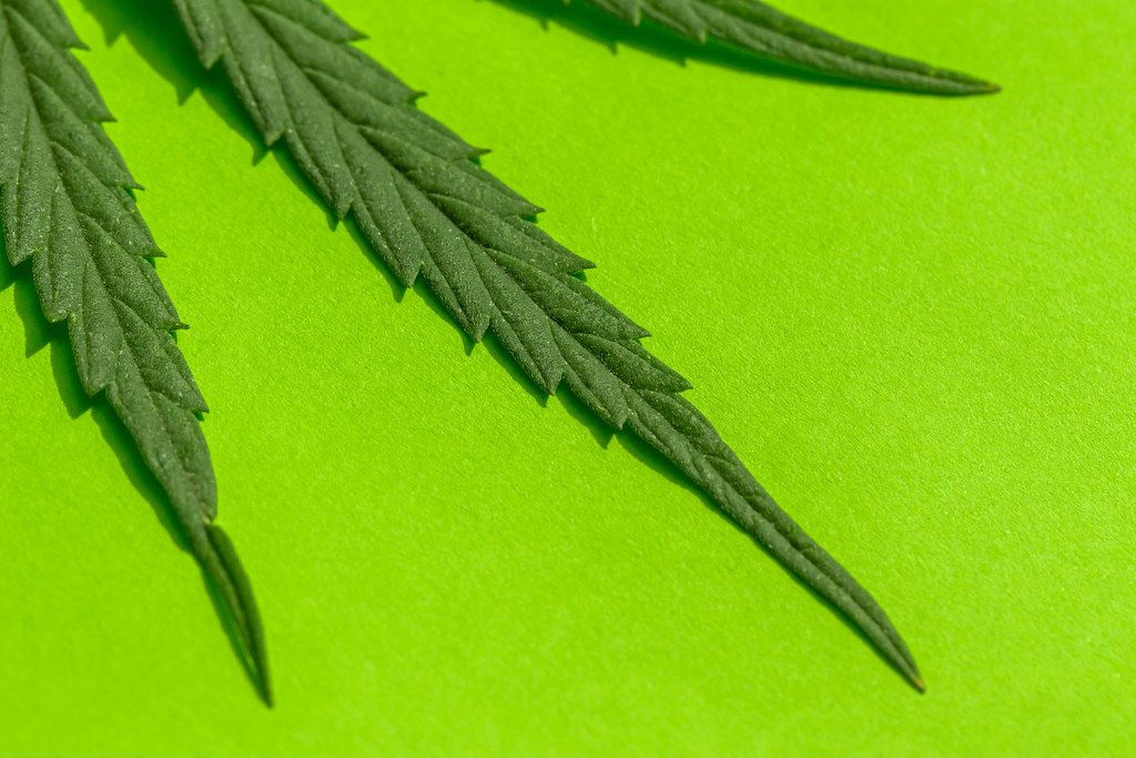 Close-up, fresh hemp leaf on a green background