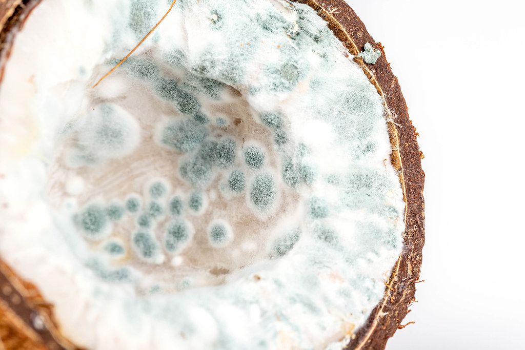 Close up of a coconut affected by mold fungi