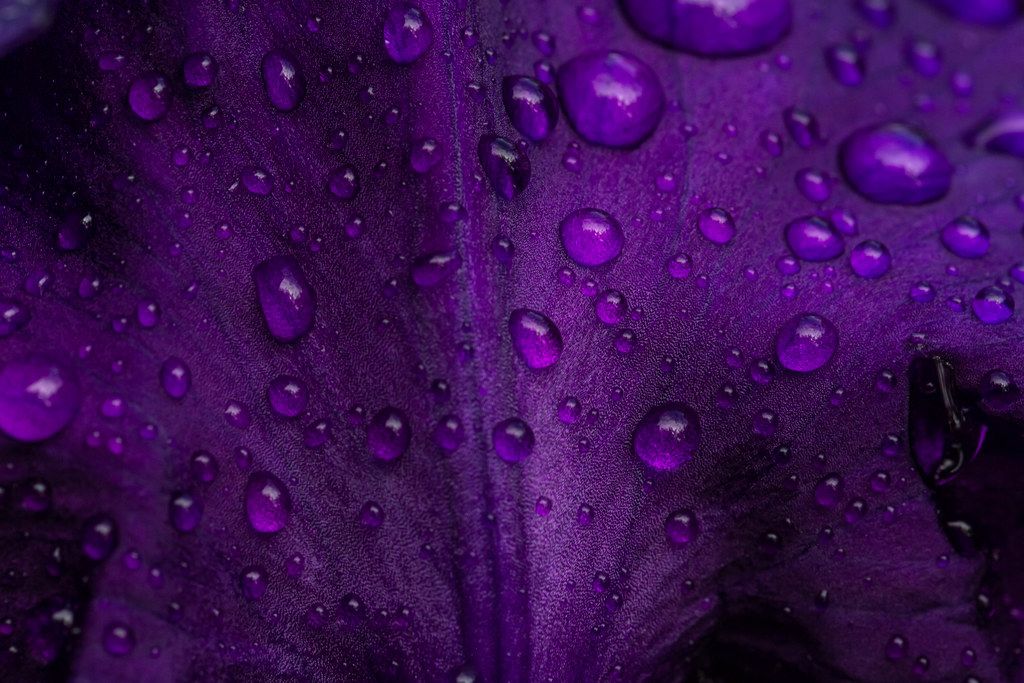 Close-up of a drop of water on a purple petal of an iris flower