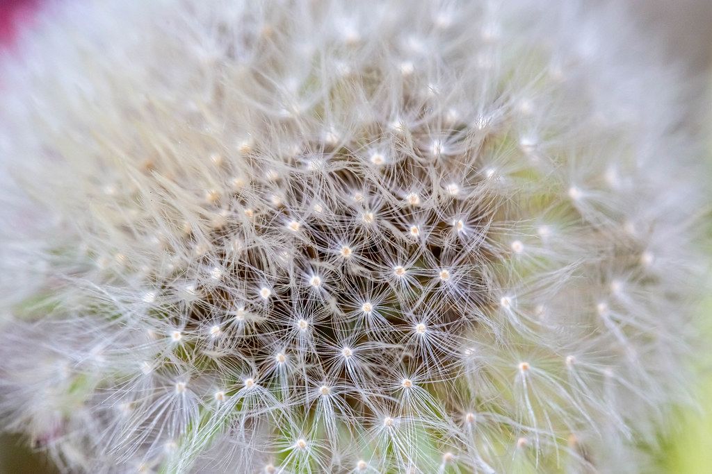 Close up of dandelion background