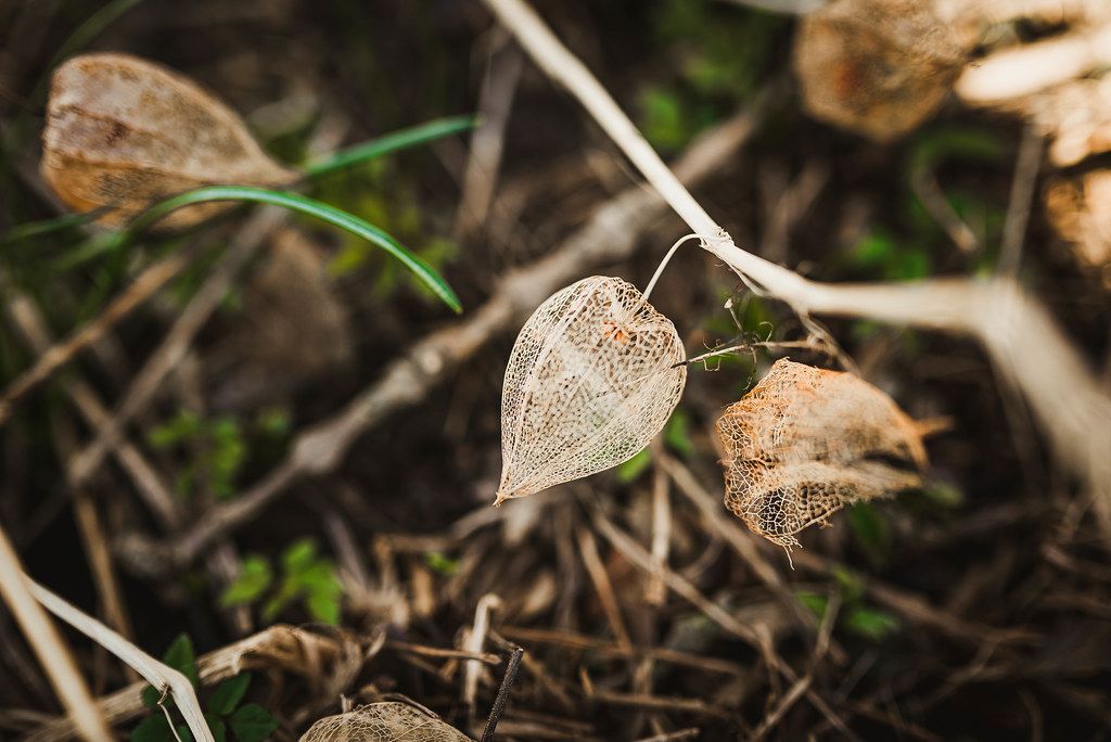 Close Up Of Dried Physalis On The Ground